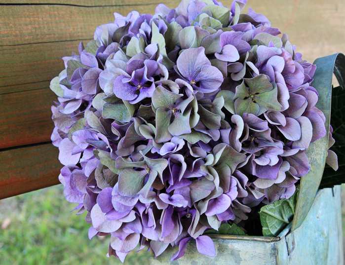 Chap�u de palha Escudo Regatas Preto